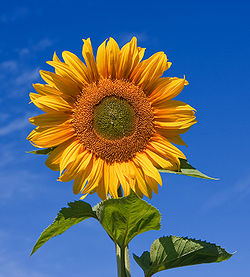 250px-Sunflower_sky_backdrop.jpg
